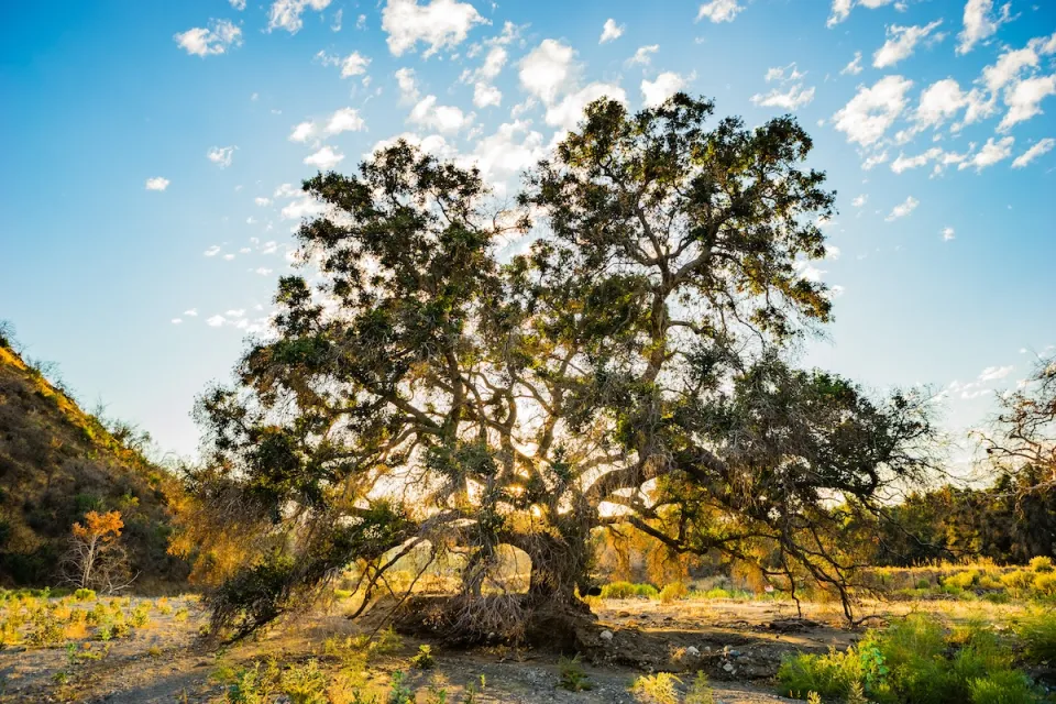 Large oak tree in meadow with sun filtering from behind it in Angeles National Forest.
